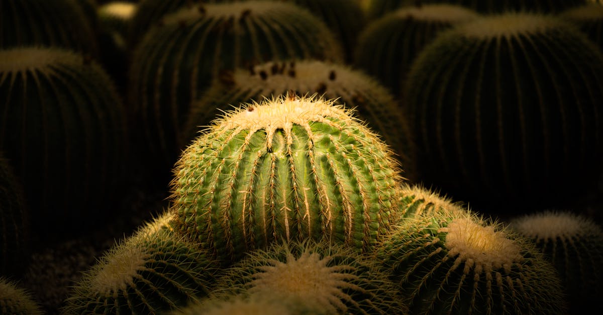 découvrez les plantes résistantes à la sécheresse, idéales pour embellir votre jardin tout en préservant l'eau. apprenez à choisir les meilleures espèces adaptées à votre climat et à créer un jardin durable et écoresponsable.