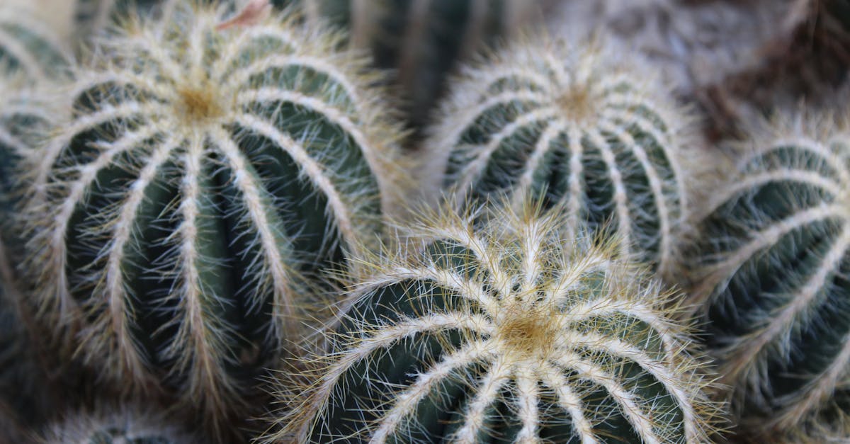 découvrez des plantes résistantes à la sécheresse qui embelliront votre jardin tout en nécessitant peu d'entretien. idéales pour les climats arides, ces espèces permettent de créer un espace extérieur durable et éco-responsable.