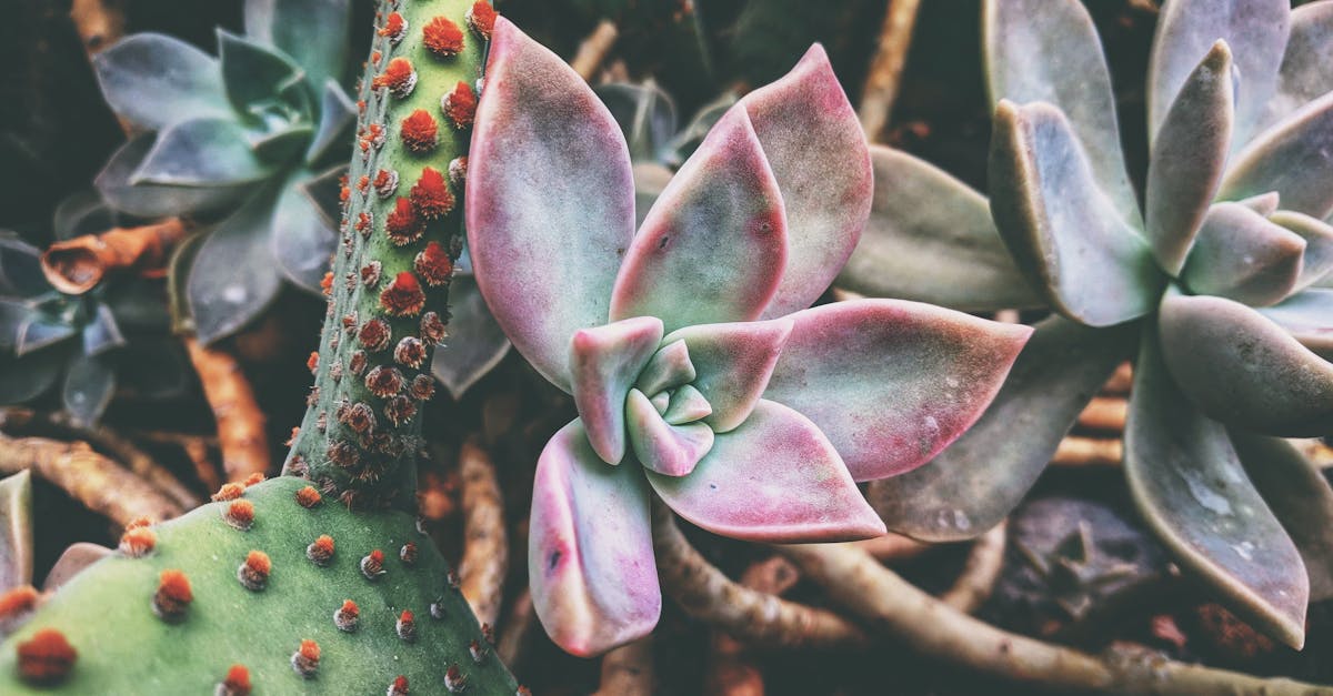 découvrez les plantes résistantes à la sécheresse qui embelliront votre jardin tout en nécessitant peu d'entretien. idéales pour les climats arides, ces espèces vous permettront de conserver une végétation luxuriante malgré les périodes de sécheresse.