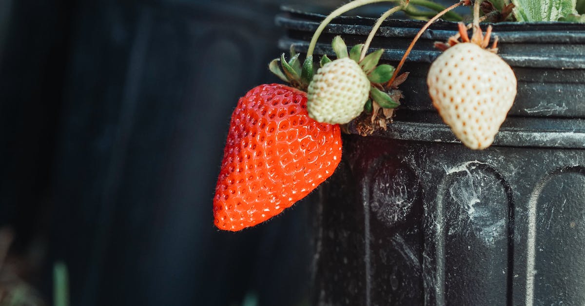découvrez le jardinage comestible et apprenez à cultiver des fruits, légumes et herbes aromatiques dans votre propre espace. transformez votre jardin en un véritable potager, tout en profitant des bienfaits d'une alimentation saine et locale.