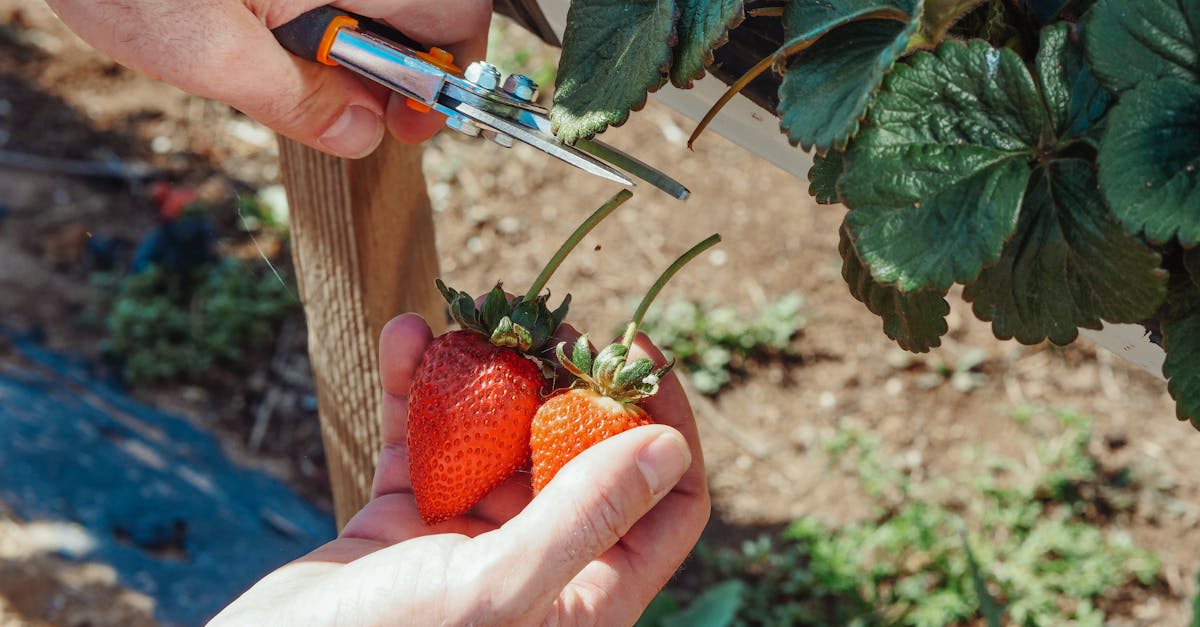 découvrez l'art du jardinage comestible : cultivez vos propres fruits, légumes et herbes aromatiques dans votre jardin ou sur votre balcon. apprenez des techniques simples et durables pour profiter d'une récolte délicieuse tout en embellissant votre espace extérieur.