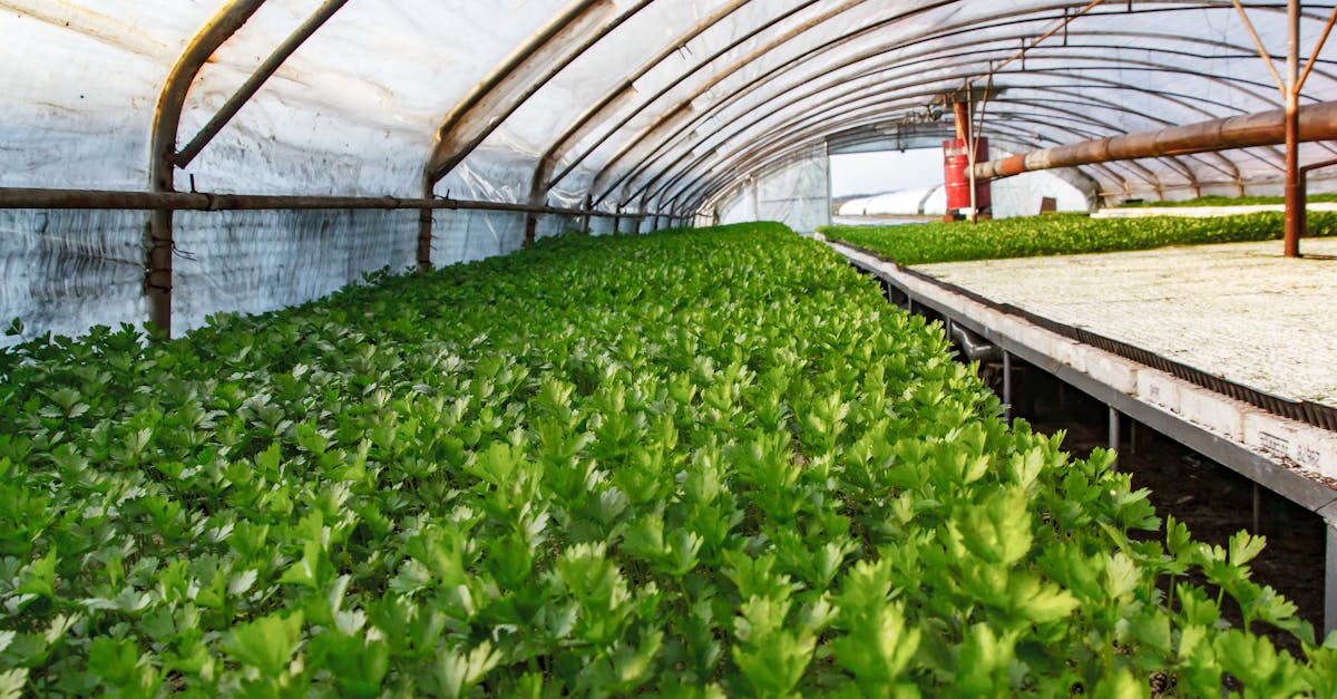découvrez le rôle essentiel des agriculteurs dans notre société. apprenez comment ils contribuent à la production alimentaire, à la préservation de l'environnement et au développement économique, tout en faisant face aux défis contemporains.