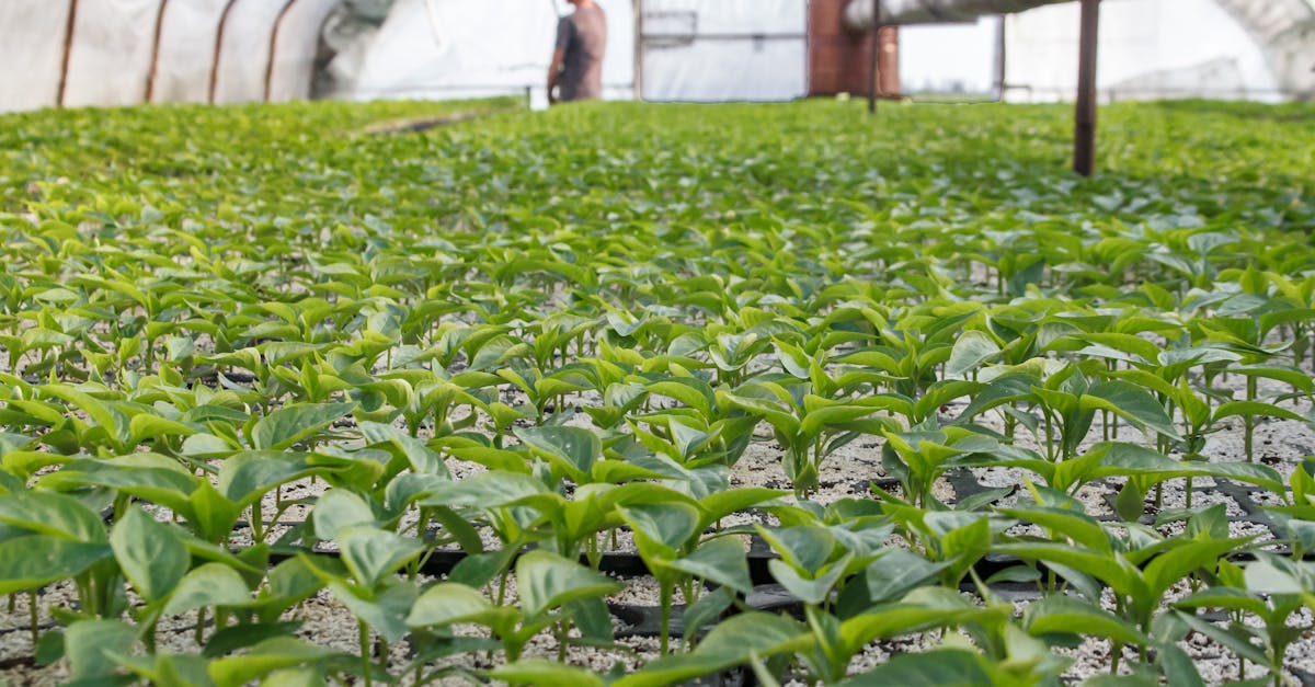 découvrez le rôle essentiel des agriculteurs dans notre société, leur contribution à l'économie, à la sécurité alimentaire et à la préservation de l'environnement. explorez comment ces professionnels passionnés façonnent notre avenir agricole.