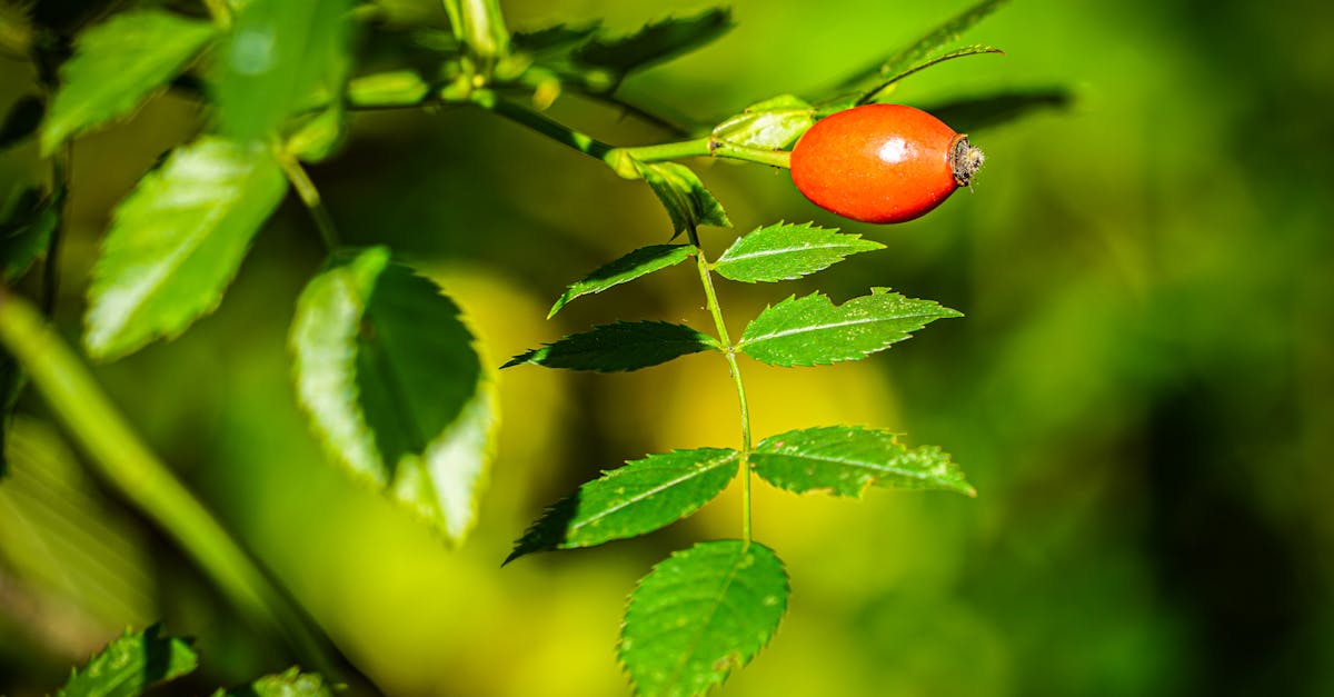 découvrez les haies fruitières, une solution esthétique et productive pour votre jardin. offrant une variété de fruits succulents, ces haies enrichissent vos espaces extérieurs tout en favorisant la biodiversité. apprenez à les choisir et à les entretenir pour bénéficier de récoltes abondantes tout au long de l'année.