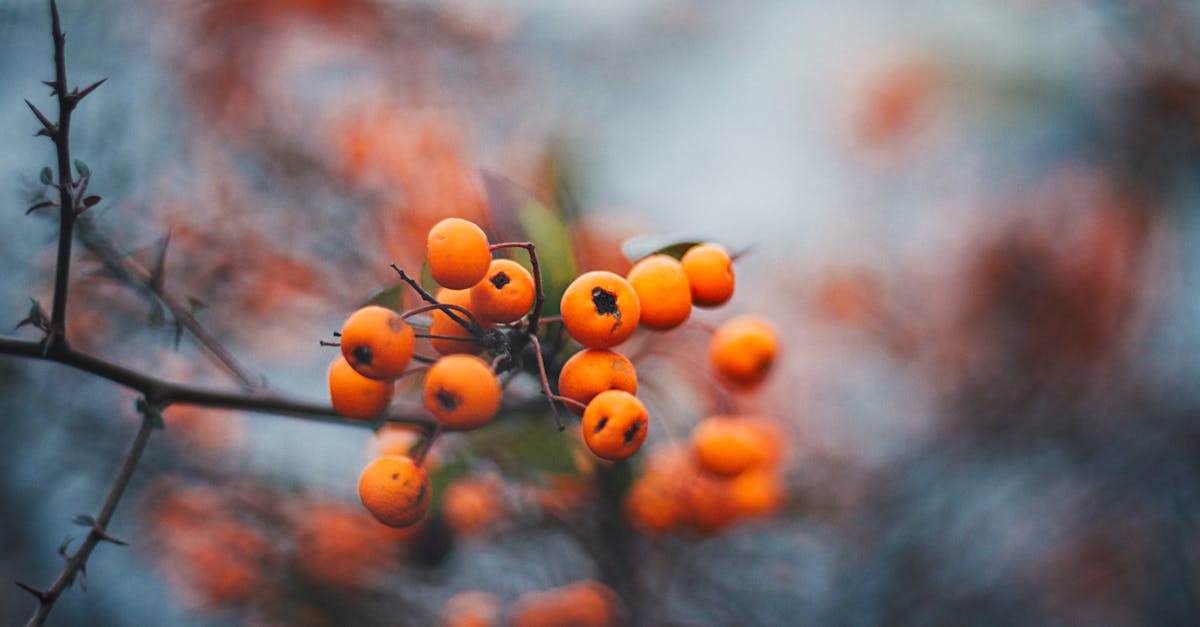 découvrez les haies fruitières, une solution idéale pour allier esthétique et production de fruits dans votre jardin. apprenez à choisir les bonnes variétés, à les entretenir et à profiter des délices qu'elles offrent tout au long de l'année.
