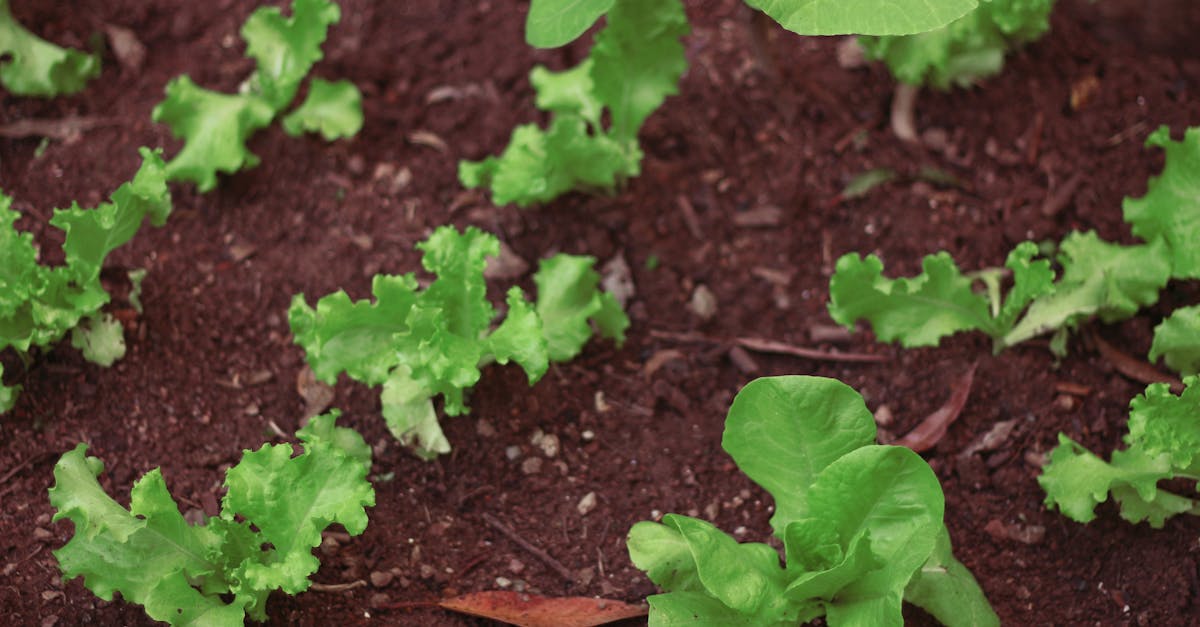 découvrez nos jardinières modernes et fonctionnelles, idéales pour cultiver vos plantes et légumes dans votre jardin. transformez votre espace extérieur en un véritable havre de paix avec nos lits de jardin alliant design et praticité.