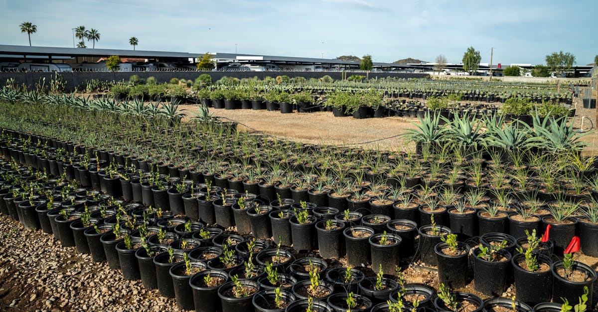 découvrez nos parterres de jardin, parfaits pour créer un espace extérieur luxuriant et accueillant. apprenez à choisir les meilleures plantes et à aménager votre jardin selon vos envies, tout en offrant à votre espace vert une touche esthétique unique.