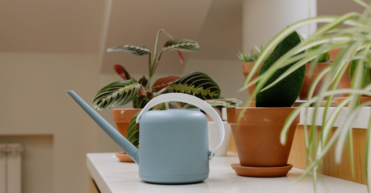 découvrez notre sélection d'outils de jardinage essentiels pour entretenir vos espaces verts avec facilité. profitez de nos conseils et astuces pour choisir les meilleurs équipements adaptés à vos besoins.