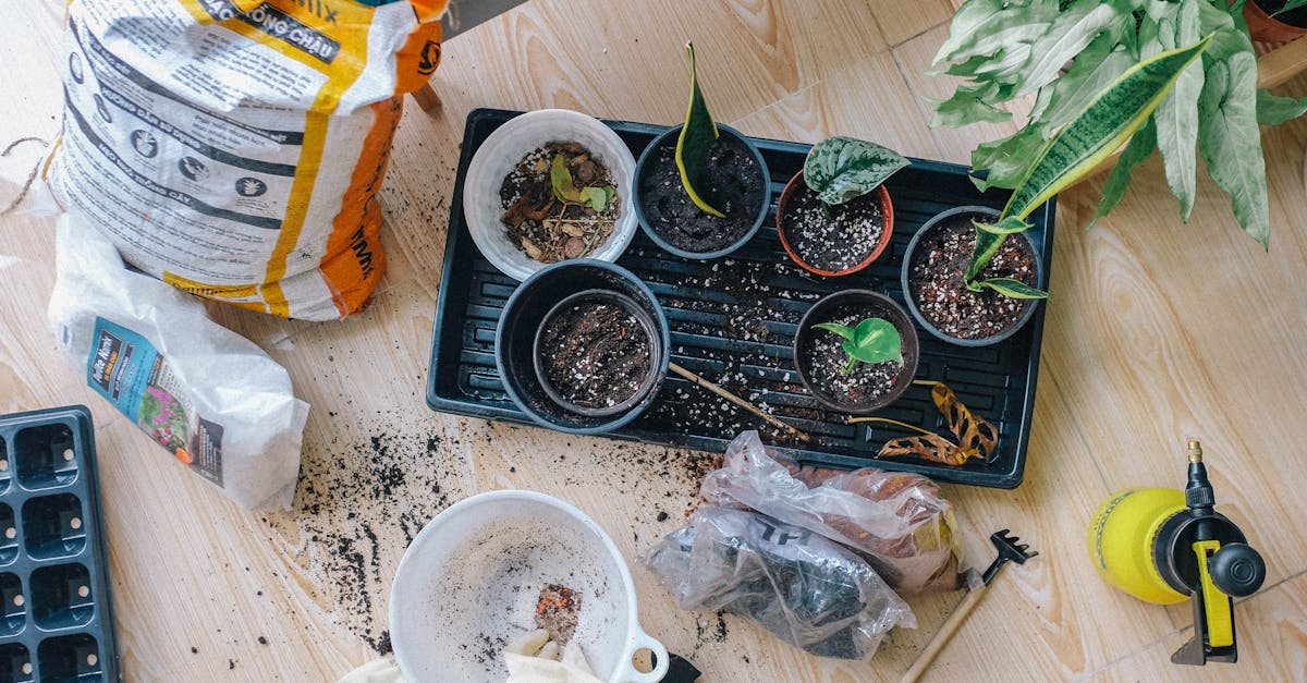découvrez l'art du jardinage avec nos conseils pratiques, astuces de plantation et idées de décoration extérieure pour transformer votre jardin en un véritable havre de paix. que vous soyez débutant ou passionné, trouvez l'inspiration pour créer un espace vert qui vous ressemble.