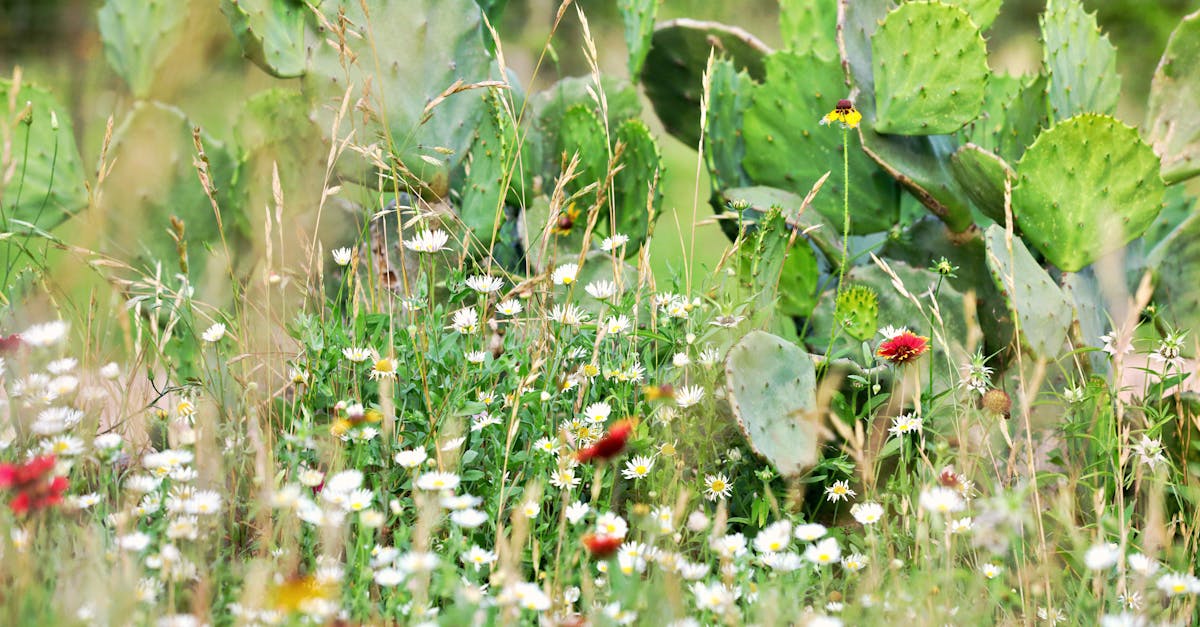 découvrez l'importance de la diversité génétique pour la santé des écosystèmes et la résilience des espèces. explorez comment la variation génétique influence l'évolution, la conservation et la gestion des ressources naturelles.