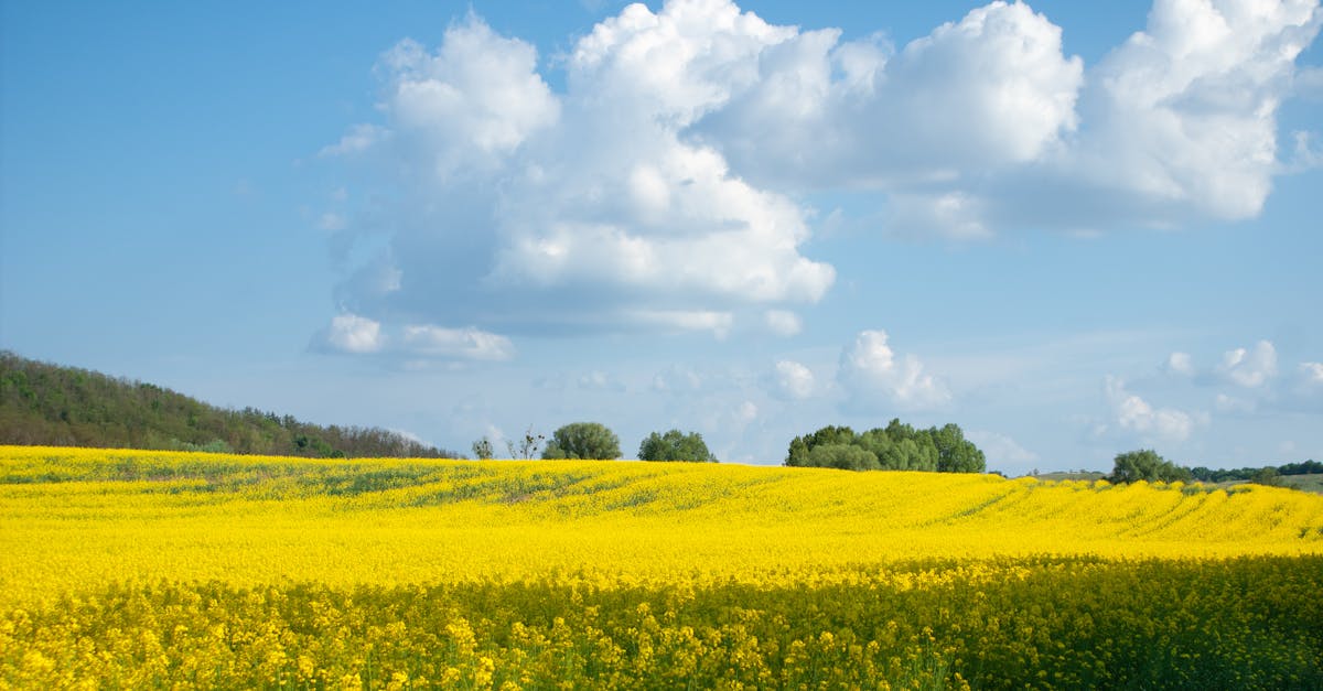 découvrez les engrais verts, une solution naturelle pour enrichir le sol, améliorer la biodiversité et favoriser une agriculture durable. apprenez comment ces plantes bénéfiques peuvent optimiser vos cultures tout en préservant l'environnement.