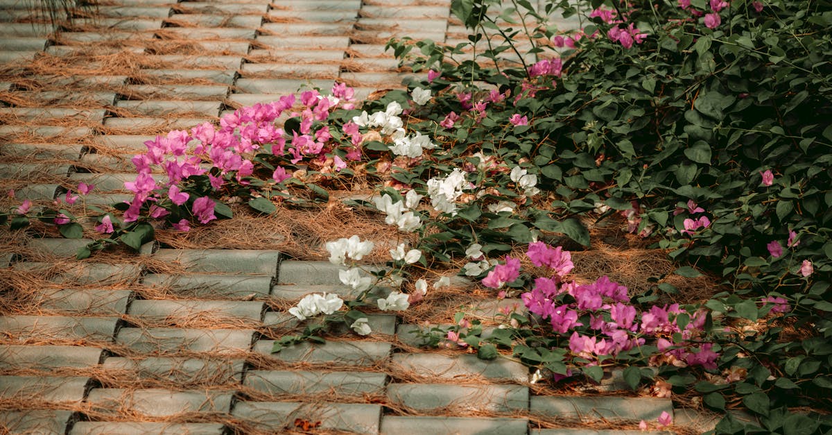 découvrez notre sélection de plantes couvre-sol, idéales pour embellir votre jardin tout en maintenant la terre en place. ces plantes robustes et esthétiques sont parfaites pour réduire les mauvaises herbes et apporter une touche de verdure à votre extérieur.