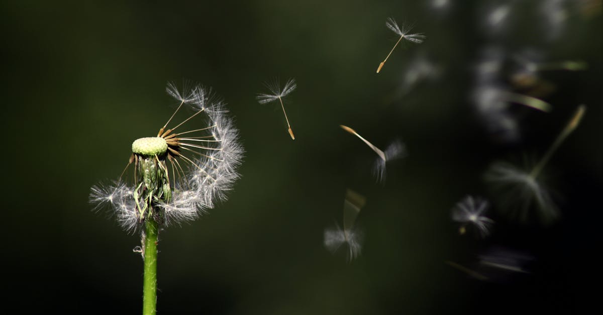 découvrez les semences anciennes, garantissant une biodiversité riche et des saveurs authentiques pour vos jardins. plantez des héritages de saveurs et préservez la nature avec nos graines heirloom de qualité.