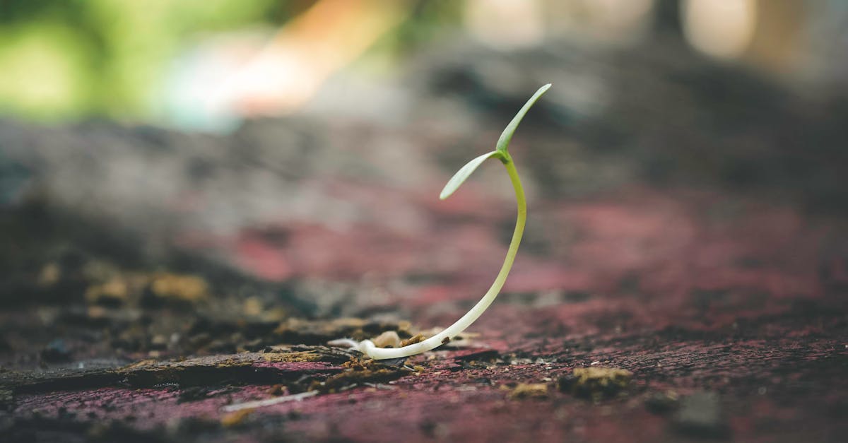 découvrez la richesse des graines héritage : des variétés anciennes préservées avec soin, offrant des saveurs authentiques et une biodiversité unique. cultivez votre jardin avec ce trésor botanique et soutenez la durabilité en retrouvant le goût des vraies plantes.