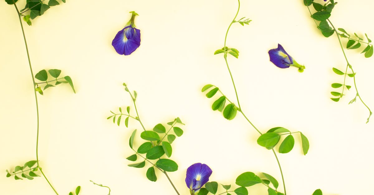 découvrez les bienfaits des plantes médicinales pour votre santé et votre bien-être. apprenez comment les herbes peuvent améliorer votre vitalité, renforcer votre système immunitaire et favoriser une meilleure qualité de vie.