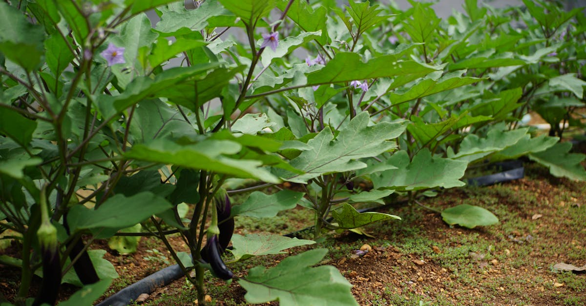 découvrez les plaisirs du jardinage à domicile ! transformez votre espace en un jardin luxuriant avec des conseils pratiques, des astuces et des idées créatives pour cultiver vos propres légumes, herbes et fleurs. développez vos compétences de jardinier et profitez des bienfaits du jardinage en famille.