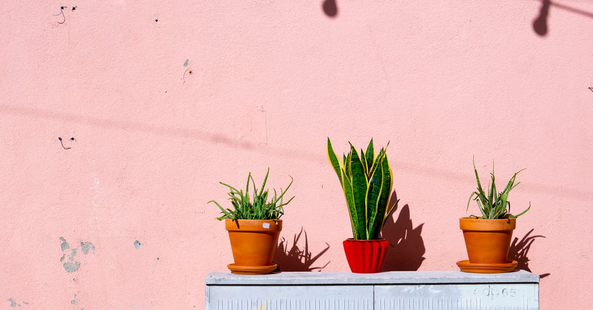 découvrez les joies du jardinage à domicile avec nos conseils pratiques et astuces pour cultiver vos propres plantes, légumes et fleurs. transformez votre espace extérieur en un véritable havre de paix au fil des saisons.