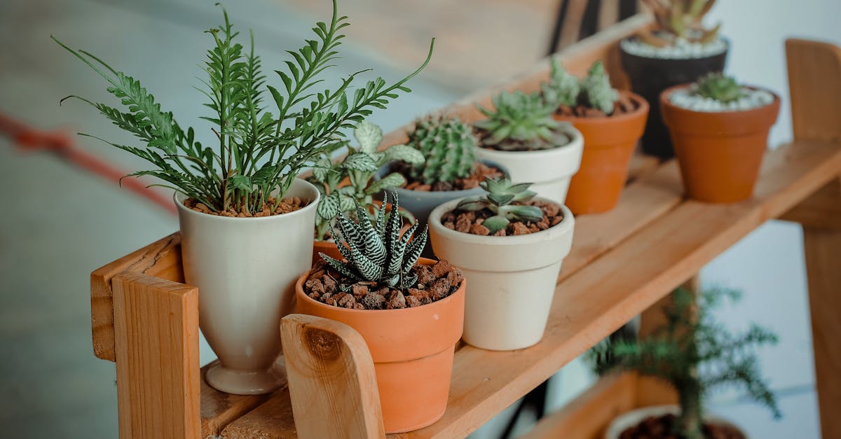 découvrez le jardinage à domicile : astuces, conseils et techniques pour cultiver vos propres légumes, herbes et fleurs, tout en embellissant votre espace de vie.