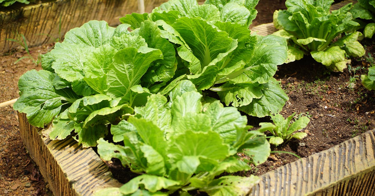 découvrez les secrets du jardinage à domicile ! apprenez à cultiver vos propres plantes, fleurs et légumes grâce à nos conseils pratiques et astuces. transformez votre espace en un véritable havre de paix verdoyant et savourez les plaisirs du jardinage chez vous.