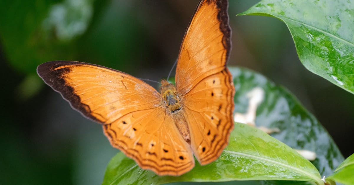 découvrez l'incroyable diversité du monde des insectes et leur rôle essentiel dans nos écosystèmes. explorez les différentes espèces, leurs comportements fascinants et l'importance de leur protection pour l'équilibre naturel.