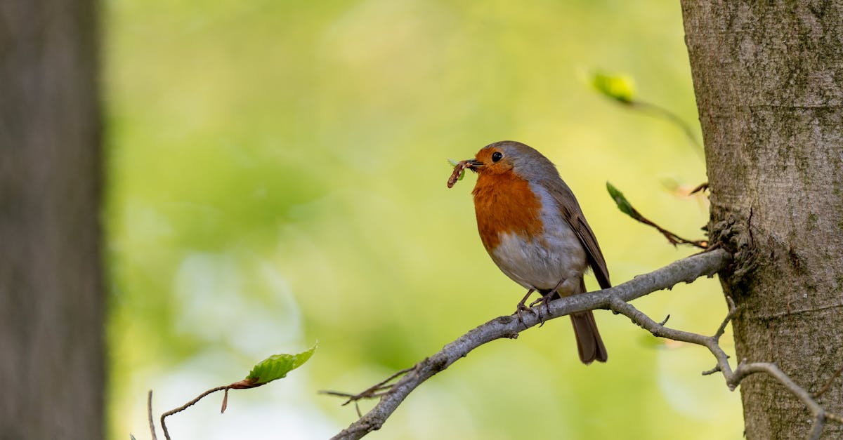 découvrez notre abri pour insectes, une solution idéale pour favoriser la biodiversité dans votre jardin. offrez un refuge aux pollinisateurs et autres insectes utiles tout en embellissant votre espace extérieur.