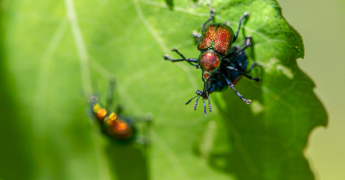 découvrez la gestion intégrée des nuisibles (ipm), une approche durable et efficace pour protéger vos cultures et environnements. apprenez à combiner méthodes biologiques, culturelles et chimiques pour minimiser l'impact des ravageurs tout en préservant la biodiversité.