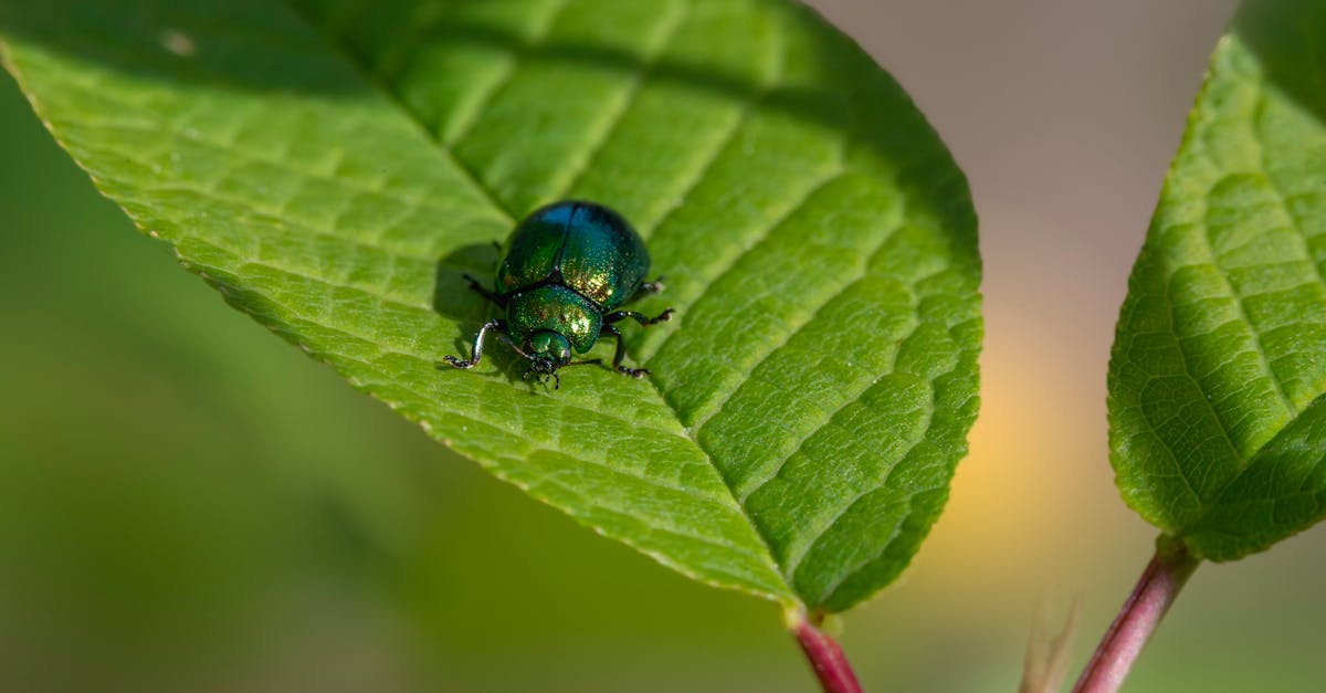 découvrez la gestion intégrée des nuisibles, une approche écologique et durable pour contrôler les insectes et autres ravageurs. apprenez à prévenir les infestations tout en respectant l'environnement et en préservant la santé des cultures.