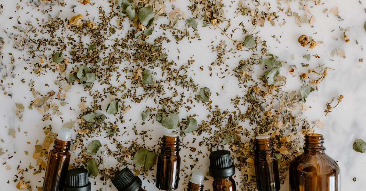 découvrez les bienfaits des plantes médicinales, leurs propriétés curatives et comment les utiliser au quotidien pour améliorer votre santé naturellement. plongez dans le monde fascinant de la phytothérapie et apprenez à intégrer ces trésors de la nature dans votre vie.