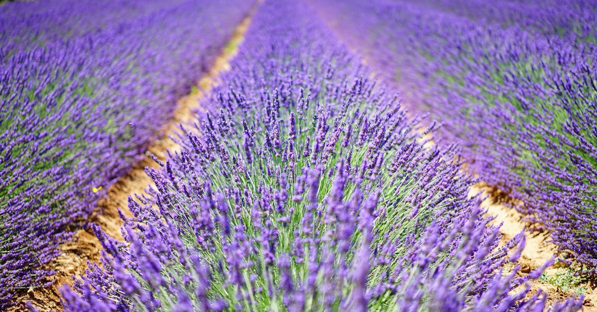 découvrez le monde fascinant des plantes médicinales, leurs bienfaits pour la santé et leurs utilisations traditionnelles. apprenez comment ces trésors de la nature peuvent améliorer votre bien-être et renforcer votre système immunitaire grâce à des remèdes naturels.
