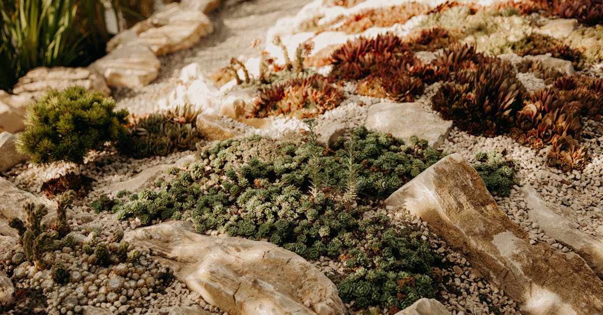 découvrez l'univers fascinant des microclimats : des zones spécifiques où les conditions climatiques varient considérablement par rapport à leur environnement immédiat. apprenez comment ces mini-écosystèmes influencent la biodiversité, l'agriculture et le climat local.