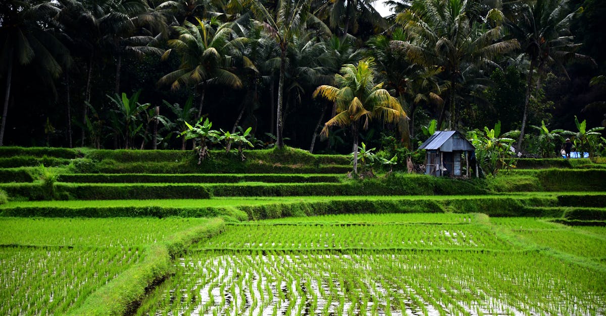découvrez les microclimats, ces zones climatiques particulières qui influencent la biodiversité, l'agriculture et le paysage. apprenez comment ces variations locales, résultant de facteurs comme la topographie et la végétation, créent des environnements uniques et enrichissent notre planète.