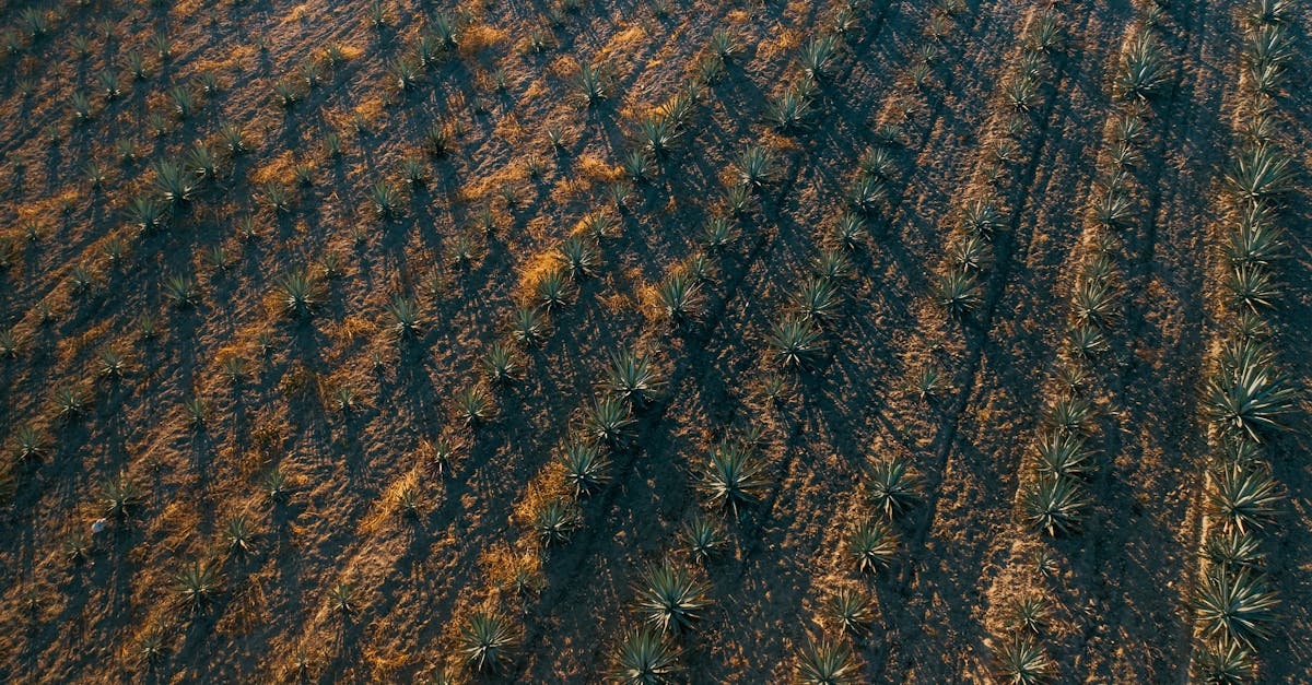 découvrez les enjeux de la monoculture : ses avantages, ses inconvénients et son impact sur l'environnement et l'agriculture durable. apprenez comment cette pratique influence notre système alimentaire et explorez des alternatives plus diversifiées.