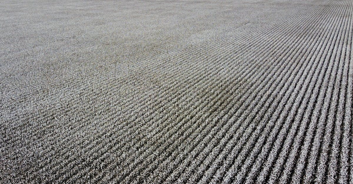 découvrez les enjeux et impacts de la monoculture sur l'agriculture moderne. explorez les avantages et inconvénients de cette pratique, ainsi que ses effets sur la biodiversité et la durabilité des écosystèmes.