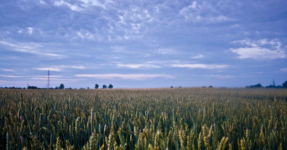 découvrez les avantages et les inconvénients de la monoculture, une pratique agricole répandue qui se concentre sur la culture d'une seule espèce végétale. apprenez-en plus sur ses impacts environnementaux et économiques.