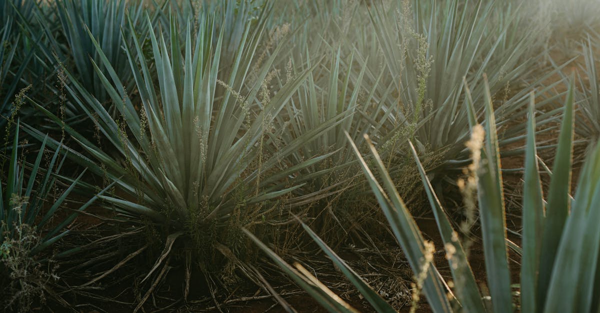 découvrez le concept de monoculture, une pratique agricole qui consiste à cultiver une seule espèce de plante sur une surface donnée. analysez ses avantages, ses inconvénients et son impact sur la biodiversité et l'écosystème.