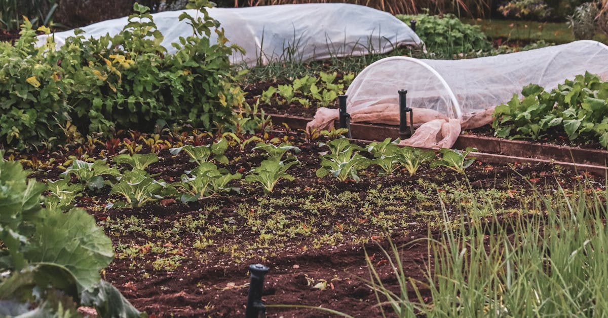 découvrez les différentes techniques de mulching pour améliorer la santé de votre sol, conserver l'humidité et contrôler les mauvaises herbes. apprenez à choisir le bon matériau et à appliquer ces méthodes pour un jardin plus durable et productif.
