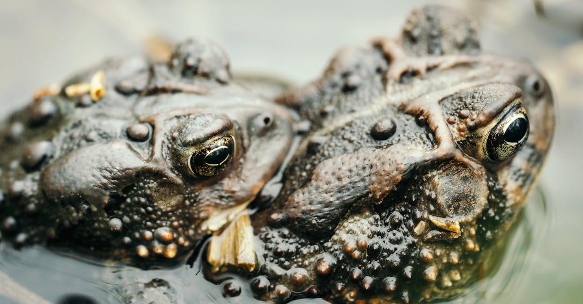 découvrez les insecticides naturels, une alternative écologique pour protéger vos plantes tout en préservant l'environnement. apprenez à utiliser des solutions bio pour lutter contre les nuisibles efficacement et en toute sécurité.