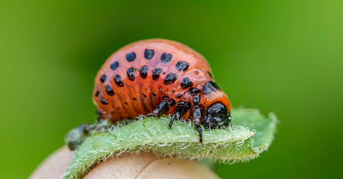 découvrez des insecticides naturels efficaces pour protéger vos plantes sans produits chimiques. optez pour des solutions écologiques pour un jardin sain et respectueux de l'environnement.