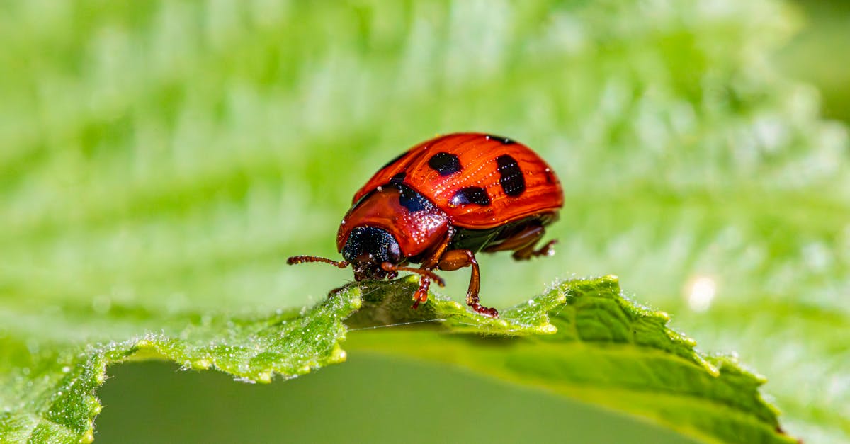 découvrez des solutions naturelles pour le contrôle des nuisibles. protégez votre maison et votre jardin tout en respectant l'environnement grâce à des méthodes efficaces et durables.