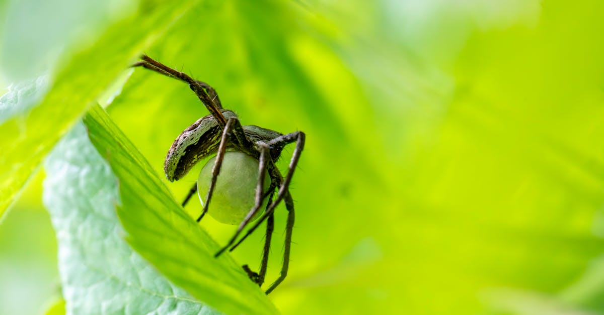 découvrez les méthodes naturelles pour lutter contre les nuisibles dans votre jardin et votre maison. optez pour des solutions durables et respectueuses de l'environnement pour un contrôle des parasites efficace et sécurisé.