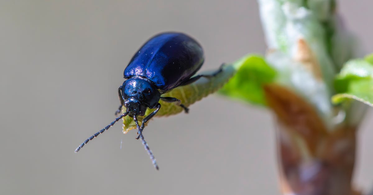 découvrez des solutions naturelles pour le contrôle des nuisibles, efficaces et respectueuses de l'environnement. apprenez à préserver votre espace tout en protégeant la biodiversité.