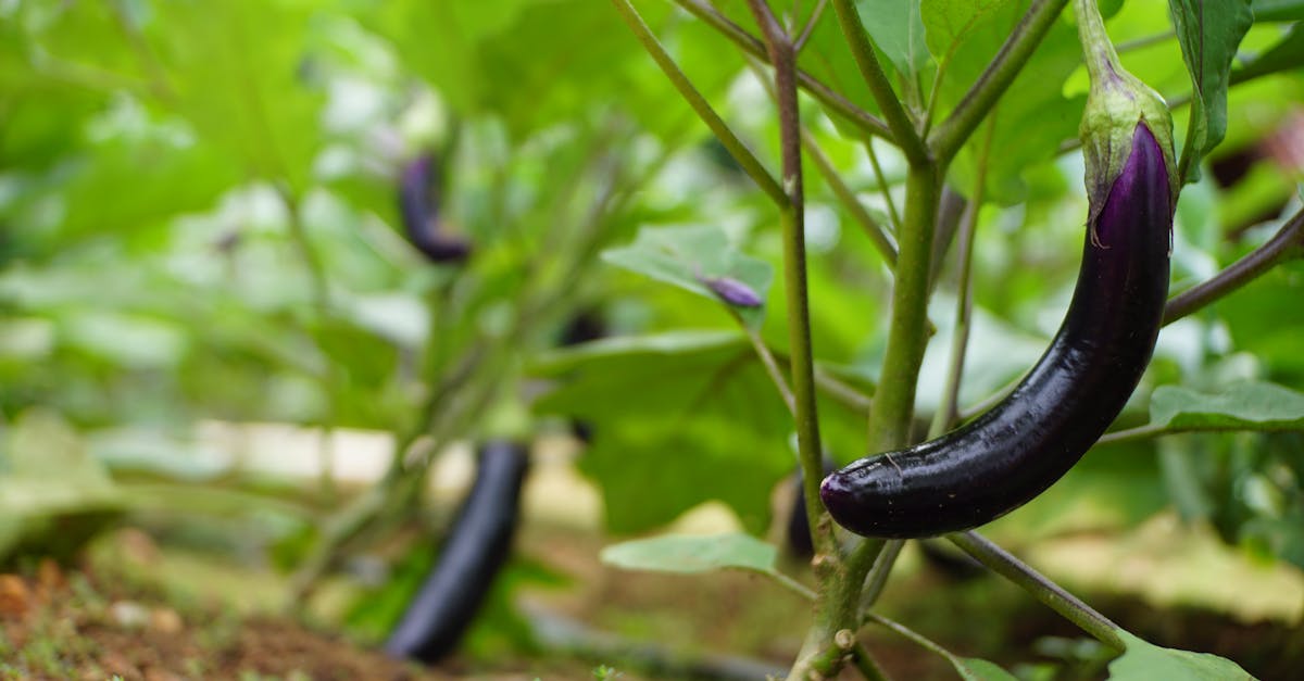 découvrez l'agriculture biologique, une méthode durable respectant l'environnement et la santé, qui favorise la biodiversité et privilégie l'utilisation de techniques naturelles pour cultiver des aliments sains et responsables.