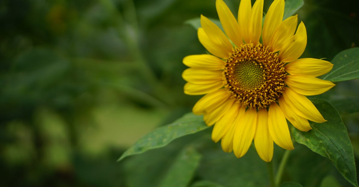 découvrez l'agriculture biologique, une méthode de culture respectueuse de l'environnement qui favorise la biodiversité, préserve les sols et produit des aliments sains sans pesticides ni engrais chimiques. engagez-vous pour une alimentation durable et un avenir meilleur.