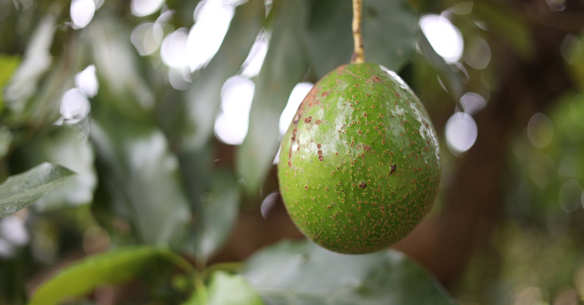 découvrez l'agriculture biologique, une méthode de culture respectueuse de l'environnement qui privilégie la biodiversité et l'utilisation d'engrais naturels. apprenez comment cette approche durable contribue à la santé des sols, des plantes et des consommateurs.