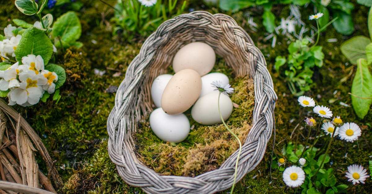 découvrez les bienfaits de l'agriculture biologique : pratiques durables, respect de l'environnement et produits sains. apprenez comment cette méthode favorise la biodiversité et contribue à une alimentation de qualité.