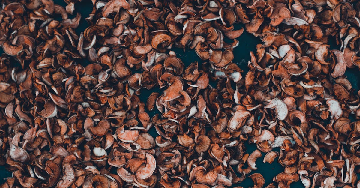 découvrez notre compost organique de haute qualité, idéal pour enrichir votre sol naturellement. favorisez la croissance de vos plantes tout en respectant l'environnement grâce à notre solution éco-responsable.