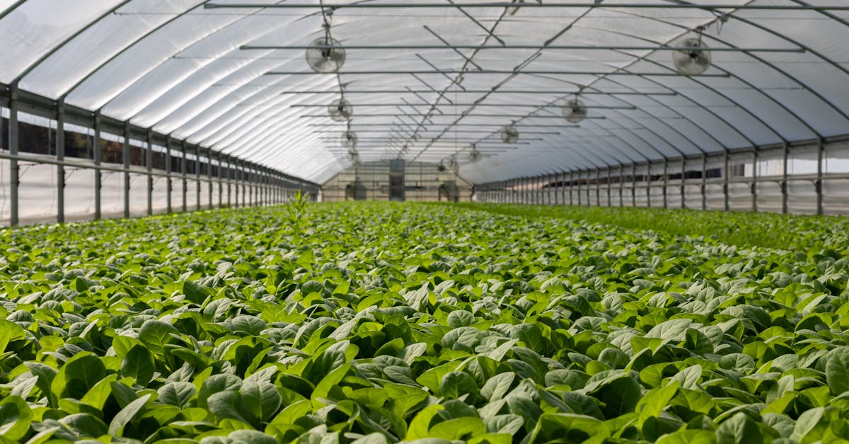découvrez les principes de l'agriculture biologique, une méthode durable qui préserve l'environnement, favorise la biodiversité et produit des aliments sains sans l'utilisation de produits chimiques. apprenez à cultiver vos propres fruits et légumes bio et à adopter un mode de vie plus respectueux de la planète.