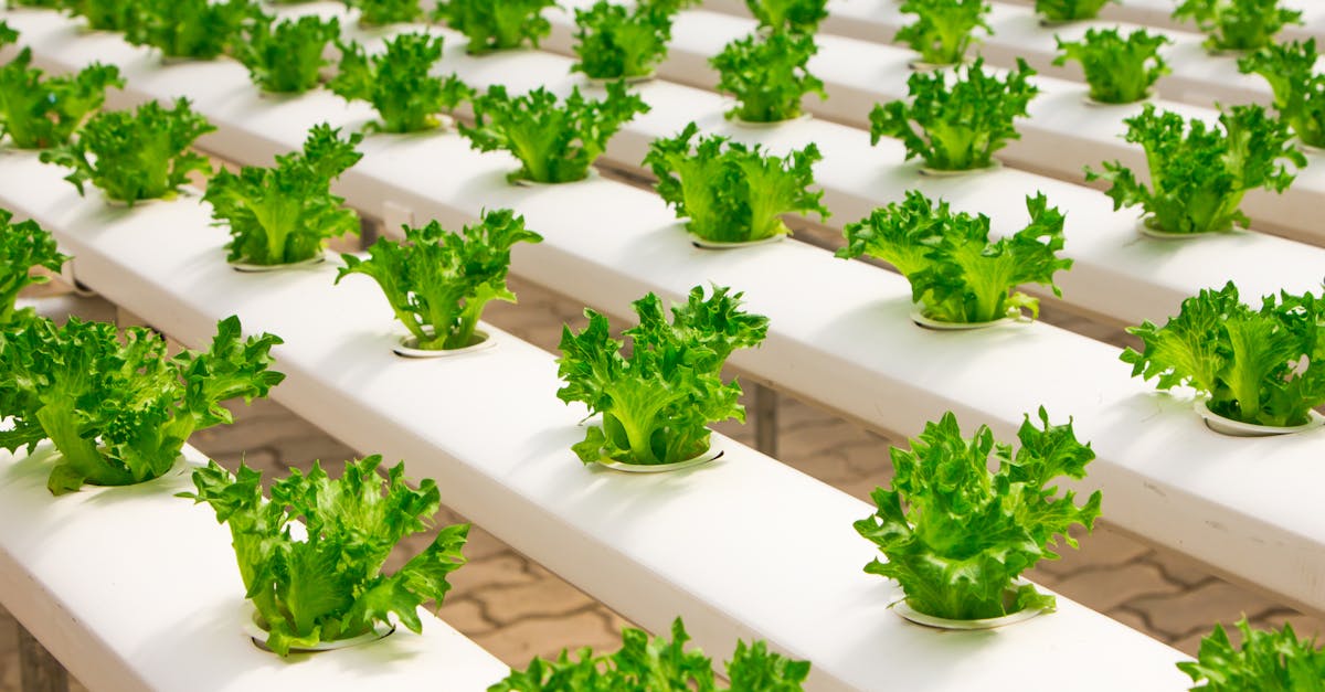 découvrez l'agriculture biologique, une pratique durable qui préserve l'environnement et favorise la biodiversité. apprenez les techniques, les avantages et les enjeux de cette méthode qui privilégie des solutions naturelles pour cultiver des aliments sains et de qualité.