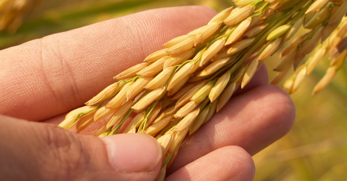 découvrez les dernières tendances de l'agriculture biologique, des pratiques durables aux innovations écologiques, et apprenez comment ces méthodes transforment notre manière de cultiver et de consommer.