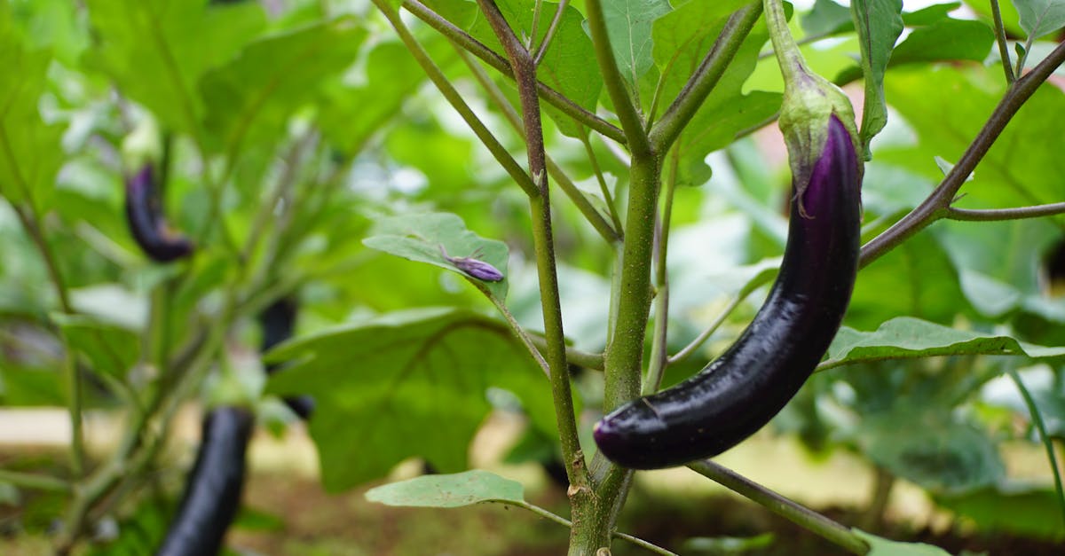 découvrez les tendances émergentes de l'agriculture biologique en 2023, comment elles transforment le paysage agricole mondial et contribuent à un avenir plus durable.